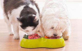 Pet Nutrition