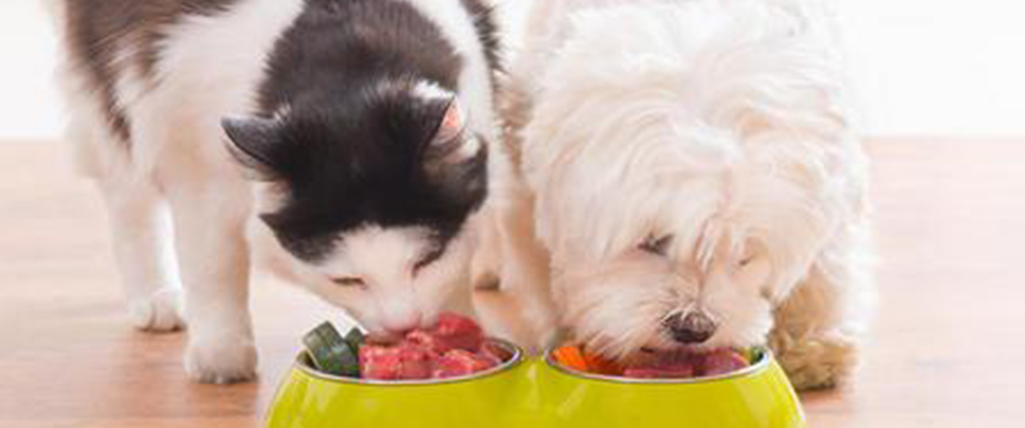 Pet Nutrition